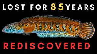 Thumbnail: 6 Species Lost for Decades - REDISCOVERED