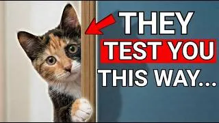 Thumbnail: 5 Tests Cats Give Their Favorite Human
