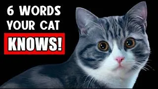 Thumbnail: 6 Unique Words Your Cat Actually Understands! (Proven by science!)