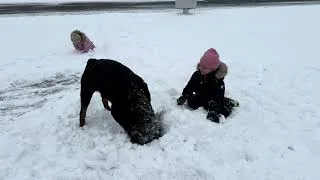 Thumbnail: Rottweiler digging kids out of snow