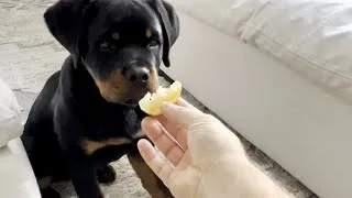 Thumbnail: Puppy eats Lemon! + Youtube 100k button!