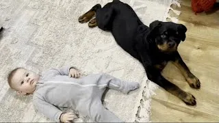 Thumbnail: Rottweiler puppy and baby playing