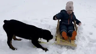 Thumbnail: Rottweiler puppy pulling toddler on sled!