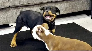 Thumbnail: Rottweiler puppy fights Boston Terrier at Barber shop
