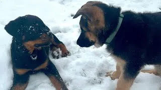 Thumbnail: Rottweiler and German Shepherd Puppies play together