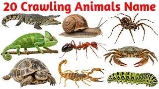 Thumbnail: 20 Crawling Animals Name in English and Hindi with Pictures || 20 रेंगने वाले जानवरों के नाम ||