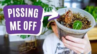 Thumbnail: I Have Beef With These Houseplants 😤🌿