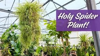 Thumbnail: Why Didn't I Visit This Plant Shop Sooner?! 🌱 Plants & Planters Tour