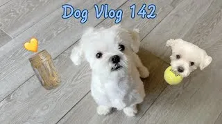 Thumbnail: Maltese Dog with Tricks, Treats & Toy Naps 🐶💛🥜