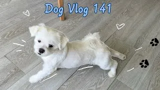 Thumbnail: Maltese Dog's Huffing Fits & the Treadmill Struggle 🐶🐾
