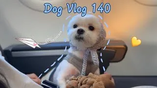 Thumbnail: Maltese Dog Flying Back Home with Mom and Dad 🐶💙