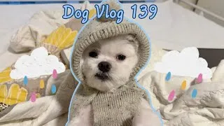 Thumbnail: Maltese Dog Stuck Indoors on Rainy Days 🐶☔