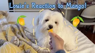 Thumbnail: Louie’s First Mango Taste Test! 🐶💛🥭