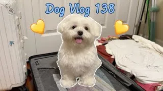 Thumbnail: Maltese Dog's HAPPY Welcome to Mom & Dad 🐶🐾👩‍❤️‍👨❤️