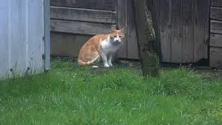 Thumbnail: New funny pet animals 2023😍😅funniest cat videos😻