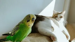 Thumbnail: cat Tv Birds😺❤️Beautiful sparrows on the coast 🐦️ Relax your pet 😽 8Hours(4k HDR)