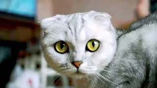 Thumbnail: cute kitten videos🐱 and funny cat video
