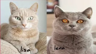 Thumbnail: cute cats🐱 and lisa or lena