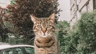 Thumbnail: cat videos🐱| kitten playing with her baby
