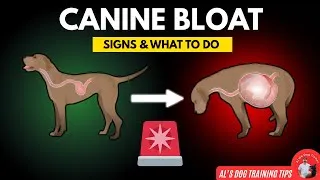 Thumbnail: Canine Bloat: What to Look for & What to Do | Al’s Dog Training Tips