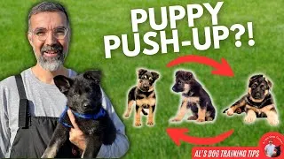 Thumbnail: 3 MUST KNOW Puppy Tricks for Beginners! | Al’s Dog Training Tips