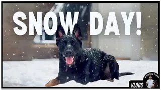 Thumbnail: Should you let your dogs PLAY in the SNOW? ❄️| Life with German Shepherds
