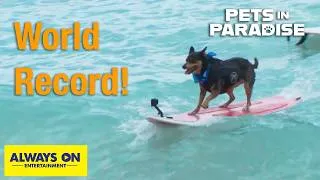 Thumbnail: These Surfing Dogs Set a World Record! | Pets in Paradise