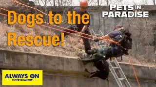 Thumbnail: These Amazing Dogs Rescue Humans! | Pets in Paradise