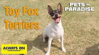 Thumbnail: Learn All About Toy Fox Terriers | Pets in Paradise