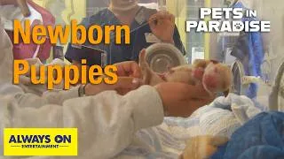 Thumbnail: How Puppies Are Born | Pets in Paradise