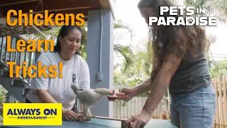 Thumbnail: Can a Chicken Learn Tricks? | Pets in Paradise