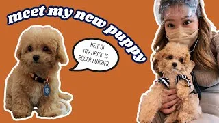 Thumbnail: GETTING MY DREAM DOG (first 24 hours with my new maltipoo puppy)