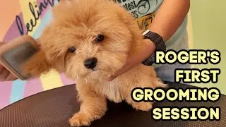 Thumbnail: My Maltipoo Puppy's First Grooming | ALY MEETS WORLD