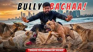 Thumbnail: kaat lia beach dogs ne 😭🫨 Delhi Mumbai Expressway roadtrip 🛣️