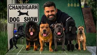 Thumbnail: This show was Risky😳Mastiff attacked bully in Chandigarh dog show 2026🐶🏆