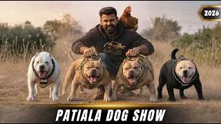 Thumbnail: Bully met XXL Bully👹in Patiala Dog show 2026 🐶🏆