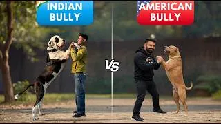 Thumbnail: Kya American aur Indian bully kutta dosti kar payenge?🥶🔥 #amanandbully #bullykutta #americanbully