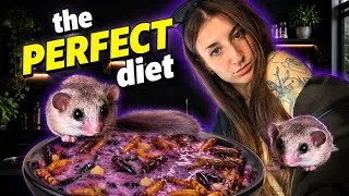 Thumbnail: Not sure what to feed your micro squirrels? Here’s a COMPLETE diet created by yours truly! 