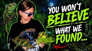 Thumbnail: How many chameleons can we catch? Florida Invasives