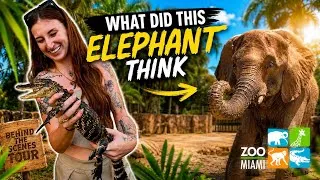 Thumbnail: What it’s really like behind the scenes at Zoo Miami - into the elephant enclosure we go! 