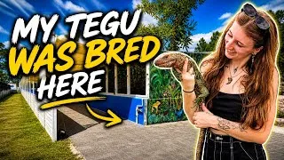 Thumbnail: Iguana Land Tour | I’ve Never Seen Anything Like This
