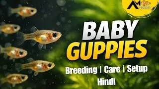 Thumbnail: BABY GUPPY ! How to Save Guppy Fry