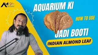Thumbnail: The SHOCKING Truth About Almond Leaf | HINDI | Am Aquarist