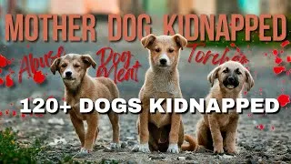 Thumbnail: Dog Kidnaping Case Of Ajmer | A Big Rescue