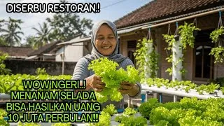 Thumbnail: Selada Hidroponik Rumahan: Disukai Restoran, Dijual Mahal
