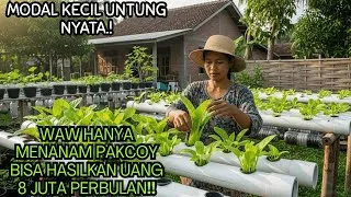 Thumbnail: Pakcoy Hidroponik Modal Kecil, Panen Cepat, Untung Nyata