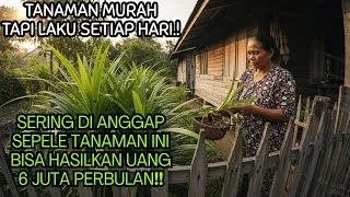 Thumbnail: Pandan Wangi Ternyata Cuan! Tanaman Murah Ini Laku Keras Setiap Hari