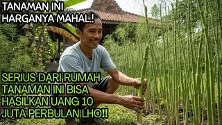 Thumbnail: Tanaman Asparagus Menghasilkan Jutaan Rupiah Tanpa Perlu Keahlian Khusus
