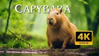 Thumbnail: CAPYBARA  - 8K Relaxing Scenery Film with Soothing Music