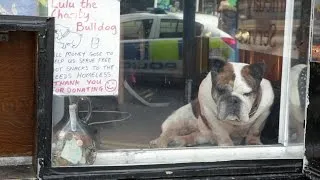 Thumbnail: Jewellers 'charity dog' may be out of a job!